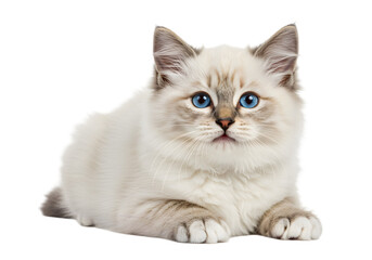 Isolated Adorable Kitten Transparent Background Cute Domestic Pet Animal