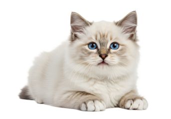 Isolated Adorable Kitten Transparent Background Cute Domestic Pet Animal