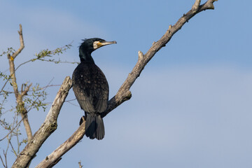 Kormoran