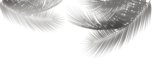 Tropical coconut branch shade, foliage silhouette decoration. Shadow from palm leaves isolated on transparency background. 