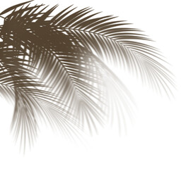 Tropical coconut branch shade, foliage silhouette decoration. Shadow from palm leaves isolated on transparency background. 