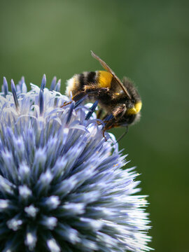Bumble Bee Collecting Pollen