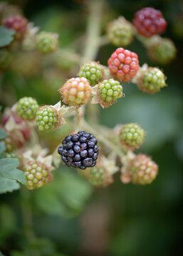 British Countryside Blackberries