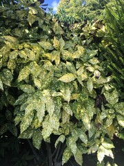 green ivy leaves