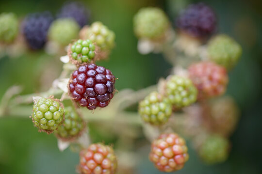 Blackberries