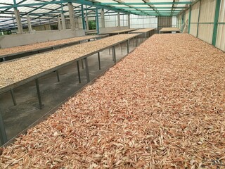 Drying lemongrass slices in herbal processing facility, Thai organic herb for tea and medicine