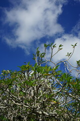tree and sky