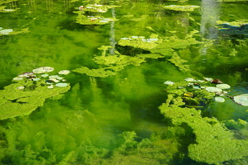 algae