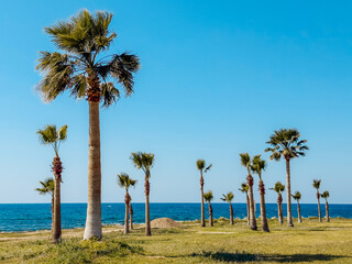 View of tall palm trees with lush green crowns against clear blue sky on a sunny day, symbolizing...