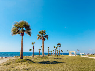 View of tall palm trees with lush green crowns against clear blue sky on a sunny day, symbolizing...
