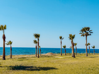 View of tall palm trees with lush green crowns against clear blue sky on a sunny day, symbolizing...