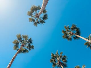 View of tall palm trees with lush green crowns against clear blue sky on a sunny day, symbolizing...