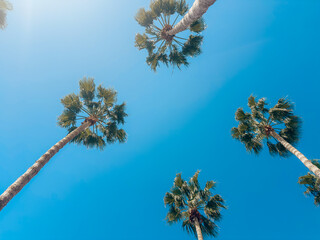 View of tall palm trees with lush green crowns against clear blue sky on a sunny day, symbolizing tropical climate and holiday destination © Katarzyna Ledwoń