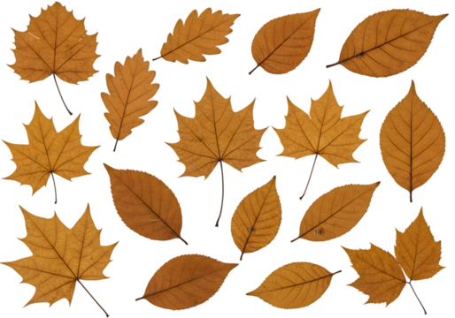Isolated Background Assorted Autumnal Leaves Foliage Pattern on Transparent