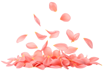 Isolated Background Falling Pink Flower Petals Decoration Element Spring