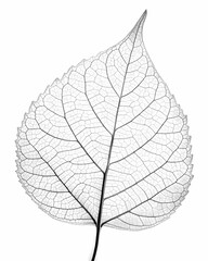 Detailed leaf vein structure black and white botanical illustration nature study art print