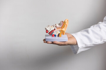 Doctor showing anatomical model of human ear structure