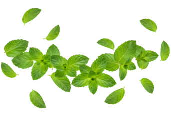 Isolated Background of Fresh Green Mint Leaves on Transparent Backdrop