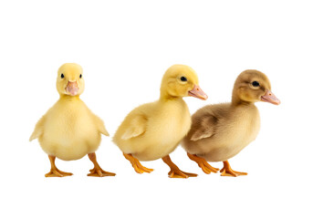 Fototapeta premium Isolated Three Ducklings Yellow and Brown Walking on Transparent Background