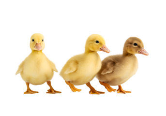 Isolated Three Ducklings Yellow and Brown Walking on Transparent Background