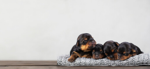 Four adorable black puppies, purebred pets relaxing together on a cozy blanket, Banner empty space for advertising veterinary services and pet products