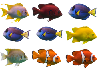 Isolated Background Variety Of Tropical Fish Marine Life Collection