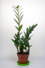 Zamioculcas plant in a flower pot on a light background. Graphic resources.