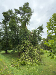 Large broken tree after storm. Fallen branches on green grass in a public park under cloudy sky.