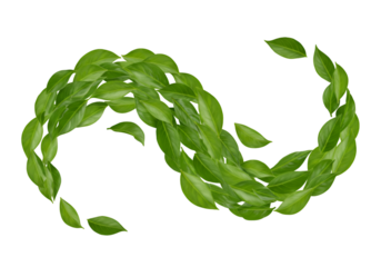 Isolated Background with Green Leaves Spiral Swirl on Transparent Backdrop