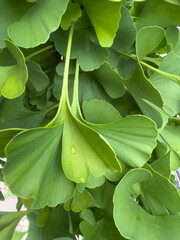 Close-up of Ginkgo biloba leaves with water drops. Fan-shaped green leaves of a medicinal plant.
