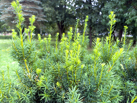 Close-up of green yew shrub in a park. New shoots on needle leaves with trees in the background.