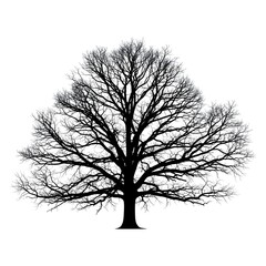 Obraz premium Silhouette of a Bare Tree Against White Background Symbolizing Winter Season and Stark Beauty of Nature