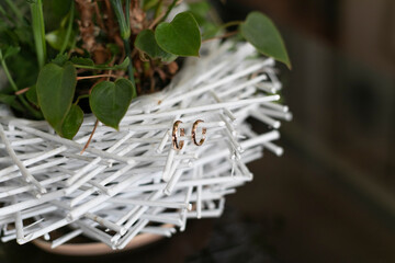 hojas, naturaleza, macro, verde, anillos, anillas, anilla, compromiso, celebración, unión,...