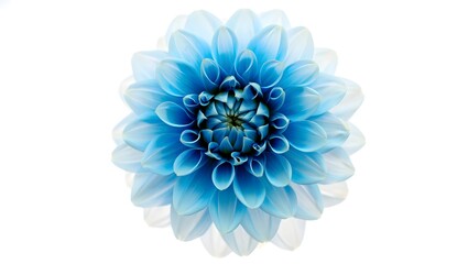 Close up of beautiful blue dahlia flower on white background floral design element stock
