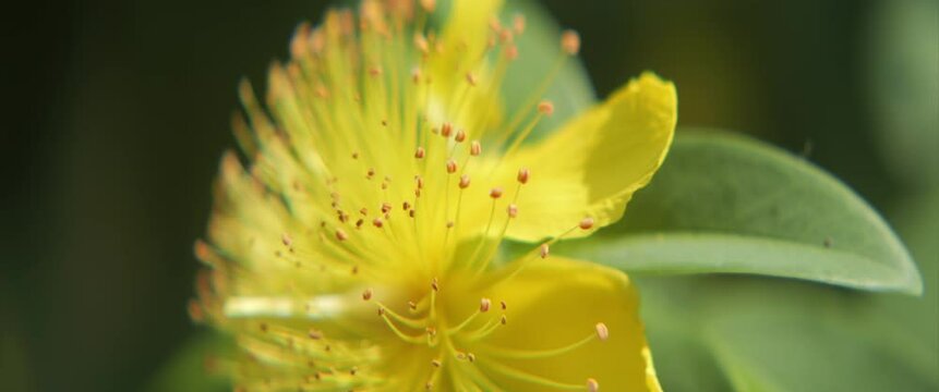 Gentle Hypericaceae family flower shallow DOF 4K scope video