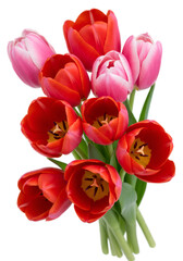 Isolated Bouquet of Red and Pink Tulips Floral transparent Background