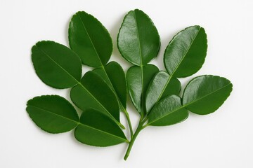 Obraz premium Fresh kaffir lime leaves displayed on a plain white backdrop