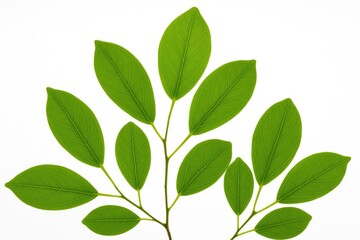 Naklejka premium Stunning close-up of lush green foliage against a clean, bright backdrop