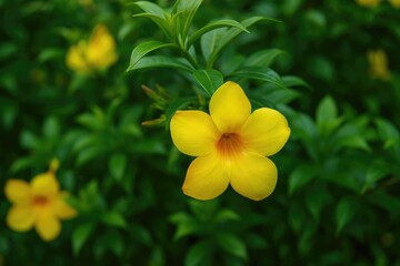 Image of a vibrant Allamanda cathartica flower