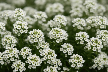 Delicate white blooms of Lobularia maritima, also known as sweet alyssum, a low-growing flowering plant from the Brassicaceae family