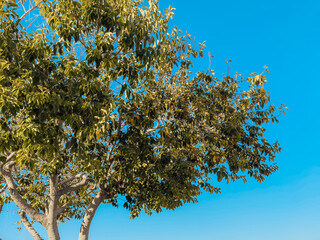 Lush green exotic trees with tall trunks and dense canopy against bright blue sky in Mediterranean city park, symbolizing nature, environment and summer weather © Katarzyna Ledwoń