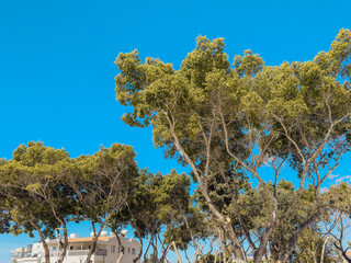 Lush green exotic trees with tall trunks and dense canopy against bright blue sky in Mediterranean city park, symbolizing nature, environment and summer weather © Katarzyna Ledwoń