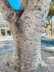 Lush green exotic trees with tall trunks and dense canopy against bright blue sky in Mediterranean city park, symbolizing nature, environment and summer weather © Katarzyna Ledwoń