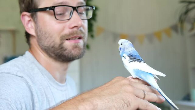 Budgerigar playing with handsome man. Budgie. Funny blue purple parakeet sitting on owner head. Cute violet tamed bird having fun with people. Friendship, relationship with Pets. Cute domestic animals
