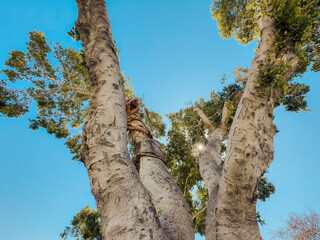 Lush green exotic trees with tall trunks and dense canopy against bright blue sky in Mediterranean city park, symbolizing nature, environment and summer weather © Katarzyna Ledwoń