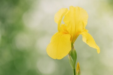 Fototapeta premium Beautiful yellow iris ideal for greeting cards and wallpapers with detailed close-up and selective focus