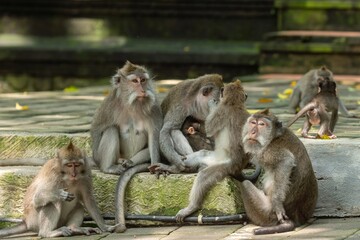 Naklejka premium A troop of Balinese long-tailed macaques gather on stone steps in Ubud Monkey Forest, Bali, Indonesia. A mother nurses her baby while others groom and play.