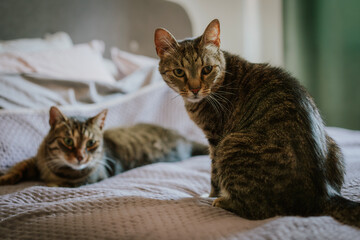 Two gray tabby cats sitting on a bed, looking at the camera