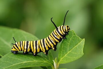Caterpillar of the Monarch butterfly consuming milkweed plant