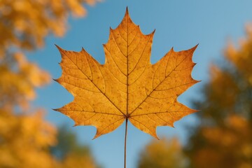 Obraz premium Autumn foliage featuring a maple leaf